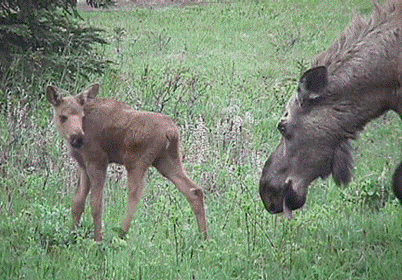 Description: C:\Kickapoo Website\moose2.gif